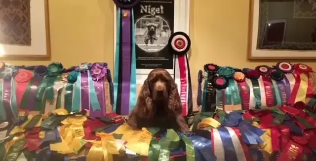 Alility Winner with Ribbons