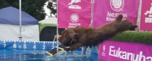 AKC Dock Diving Event