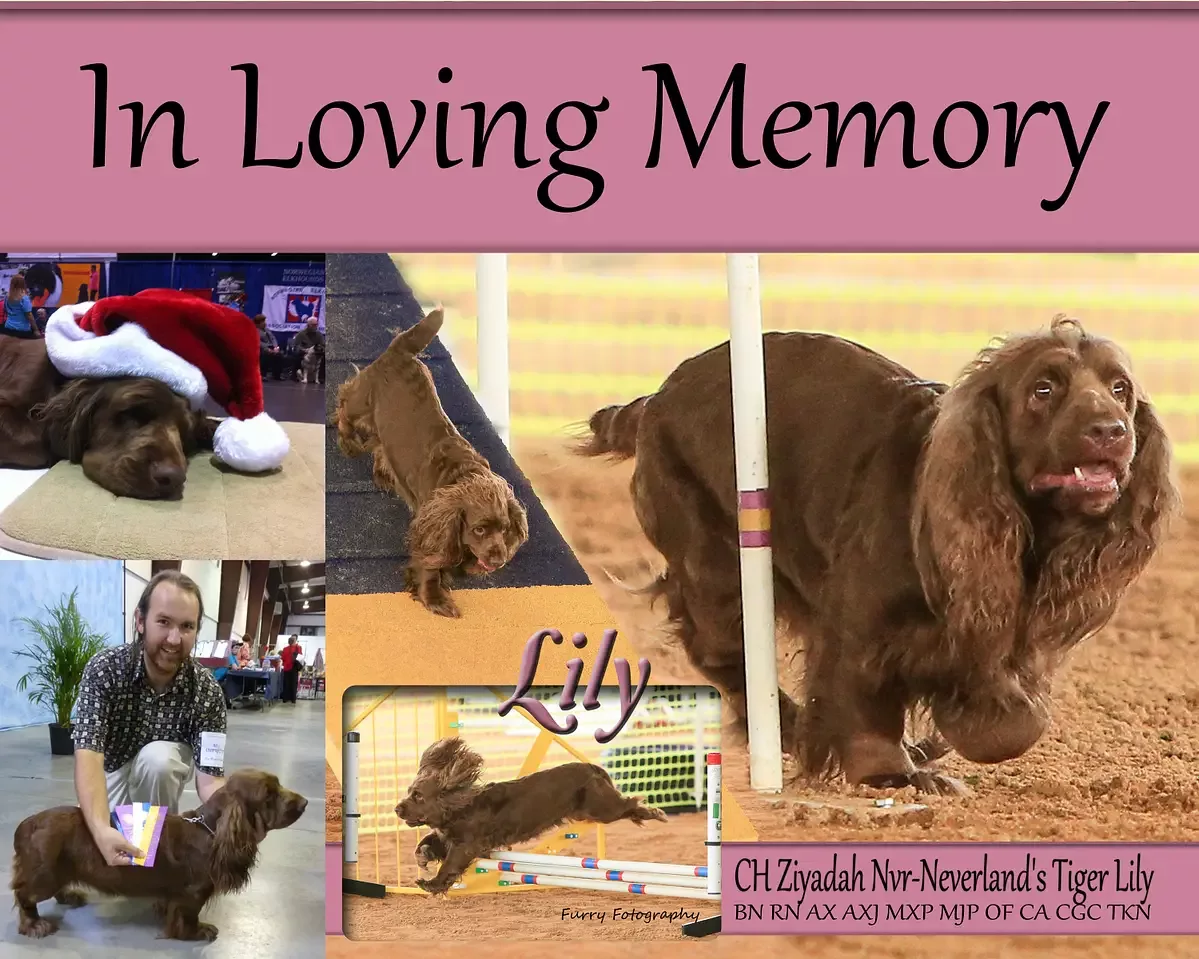 Sharing Our Memories of Lily